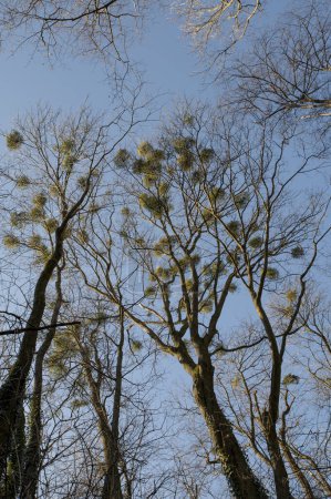 Foto de Hojas verdes de muérdago o muérdago europeo (álbum Viscum) creciendo en un árbol en el invierno. - Imagen libre de derechos