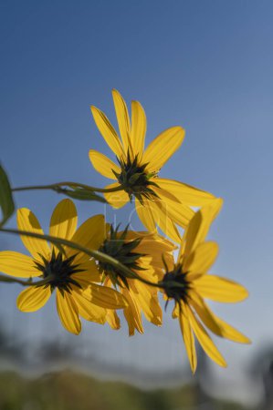 Gelbe Blüten der Topinambur (Helianthus tuberosus). Blühende Sonnenwurzel, Sonnendrossel, wilde Sonnenblume, Topinambur oder Erdapfel.