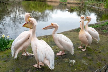 Pelicans (Pelecanus onocrotalus)  in the St James's Park in London. UK.