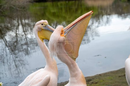 Pelicans (Pelecanus onocrotalus)  in the St James's Park in London. UK.