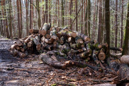 Téléchargez les photos : Un tas de bois coupé dans la forêt. Une grosse pile de chênes abattus. Déforestation. - en image libre de droit