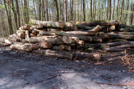 Ein Holzstapel mit gehäckseltem Holz im Wald. Ein großer Haufen gefällter Eichen. Entwaldung.