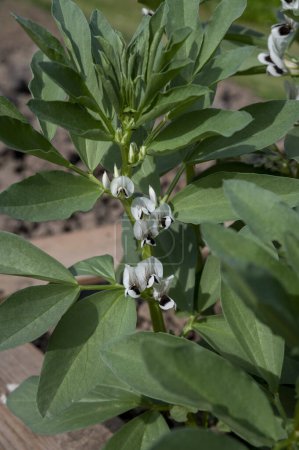 Blühende Bohnenpflanzen. Blühende Vicia Faba oder Ackerbohne im Gemüsegarten im Hochbeet.