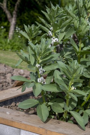 Flowering Broad bean plants. Blooming Vicia Faba or field bean in vegetable garden in raised bed.