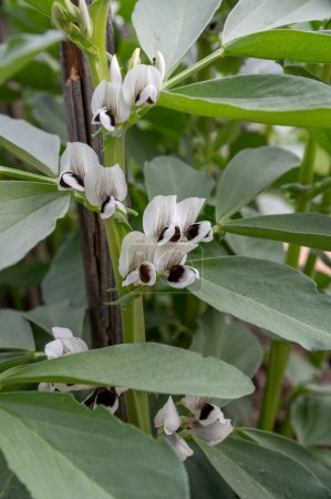 Flowering Broad bean plants. Blooming Vicia Faba or field bean in vegetable garden in raised bed.