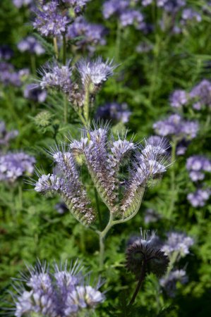Photo for Flowering fiddleneck (Phacelia tanacetifolia). Blooming blue tansy or lacy phacelia. - Royalty Free Image