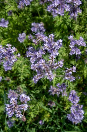 Flowering fiddleneck (Phacelia tanacetifolia). Fleurissement bleu tanaisie ou dentelle phacelia.