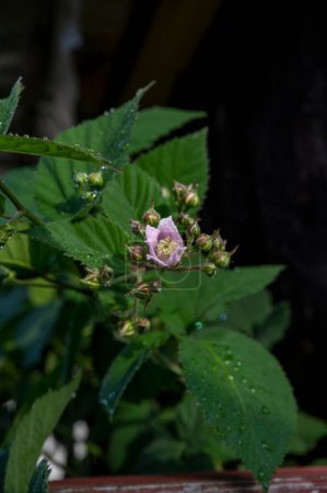 Blackberry buds and flowers on a bush. Blooming Rubus fruticosus in the garden.