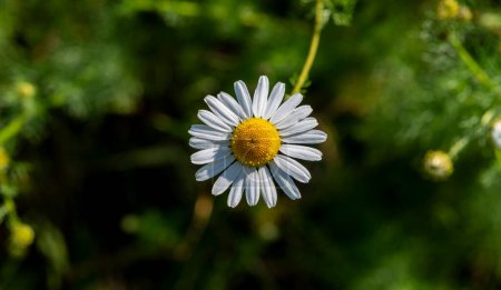 Single Chamomile flower (Matricaria recutita) blooming on a meadow in the summer. Flowering German chamomile.