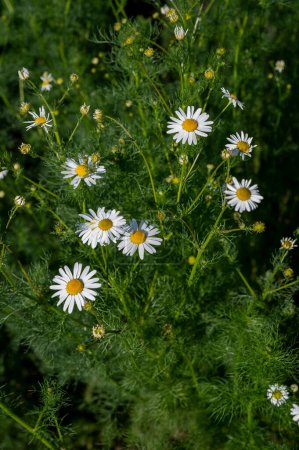 Chamomile flowers (Matricaria recutita) blooming on a meadow in the summer. Flowering German chamomile.