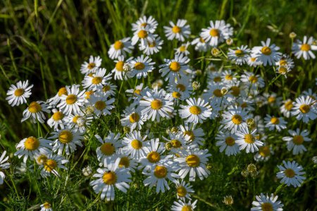 Chamomile flowers (Matricaria recutita) blooming on a meadow in the summer. Flowering German chamomile.