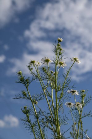 Fleurs de camomille (Matricaria recutita) fleurissant sur une prairie en été. Floraison Camomille allemande.