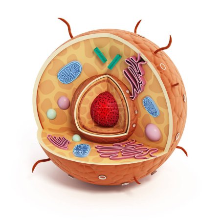 Animal cell structure isolated on white background. 3D illustration.