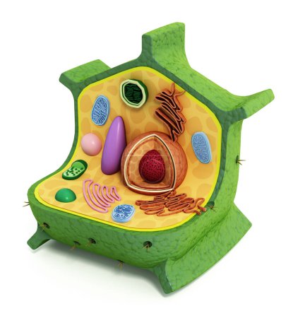 Structure cellulaire végétale. Illustration 3D.