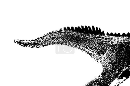 Photo for Black dinosaur silhouette isolated on white background, model of giganotosaurus toy - Royalty Free Image