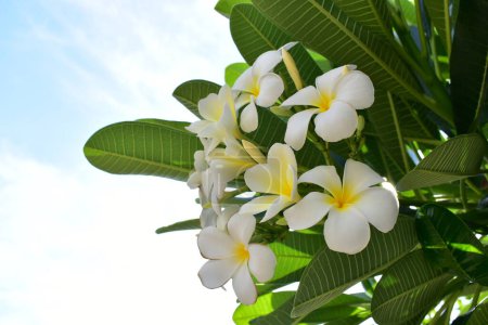 Foto de Hermosa flor de frangipani blanco que florece en primavera, fondo natural - Imagen libre de derechos