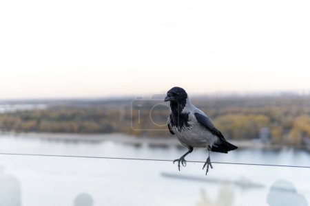 A gray crow sits on the glass. Bird in an urban environment