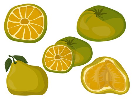 Illustration for Ugli citrus fruit with yellow-green skin and juicy segments, fruits whole and halves for packaging design, banner or advertising brochure vector illustration - Royalty Free Image