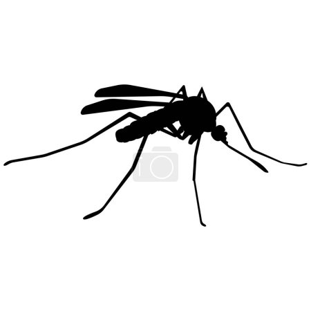 Silhouette of a mosquito, image of a winged insect that carries disease