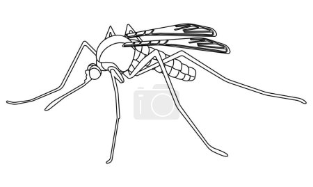 Outline of a mosquito, coloring page vector illustration winged bloodsucking insect that carries disease