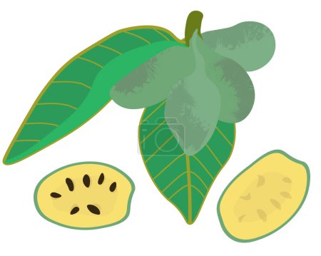 Ilustración de Asimina triloba rama con los frutos de una planta, una fruta de pawpaw nutritiva con pulpa jugosa y semillas duras vector ilustración - Imagen libre de derechos