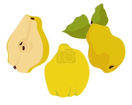 Quince set of juicy fruits, tart nutritious fruit half and whole with leaves vector illustration
