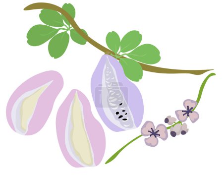 Akebia quinata una rama con frutos de plantas y una ramita floreciente, una fruta nutritiva con pulpa jugosa de diversos grados de maduración ilustración vectorial