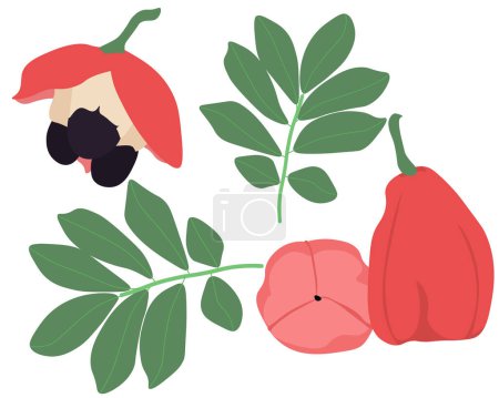 Blighia sapida juicy nutritious fruit with dark seeds, leaves of the Ackee  Jamaican tree and its fruits of varying degrees of maturity vector illustration