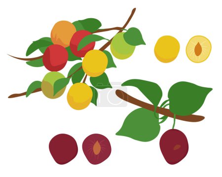 Conjunto de ramas de ciruela cereza con hojas y frutos de color amarillo y rojo oscuro, jugosa ilustración vector de baya nutritiva