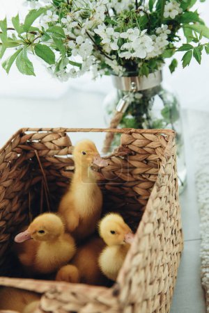 ducklings in a straw basket. A vase of flowers on a white background. Domestic animals. Farming