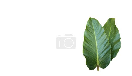 Téléchargez les photos : Philodendron melanochrysum isolé avec des chemins de coupe sur fond blanc - en image libre de droit