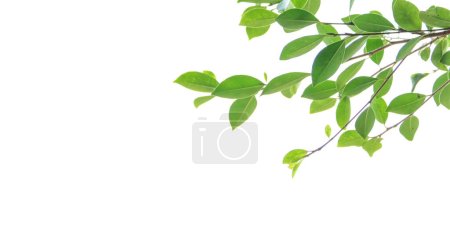Téléchargez les photos : Flou feuilles d'arbre sur un fond blanc avec espace de copie - en image libre de droit