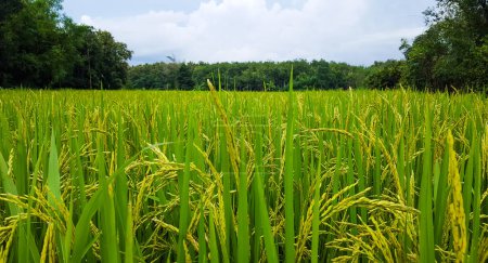 Foto de Vista del arroz verde en el arrozal en la zona del pueblo local - Imagen libre de derechos
