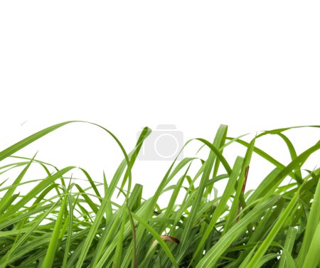 Foto de Arbustos de hierba verde aislados y espacio de copia con rutas de recorte sobre fondo blanco - Imagen libre de derechos