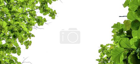 Look up view tree leaves with with clipping paths on white copy space background