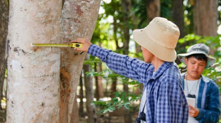 Téléchargez les photos : Les jeunes garçons asiatiques utilisent un ruban à mesurer pour mesurer un arbre dans un parc local, accent doux et sélectif - en image libre de droit
