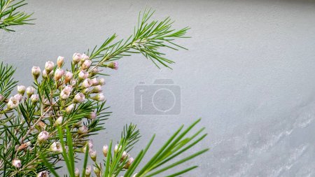 Téléchargez les photos : Fermer fleurs sur mur gris - en image libre de droit