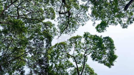 Téléchargez les photos : Regardez vers le haut vue des feuilles des sommets des arbres fond dans un jardin agricole - en image libre de droit