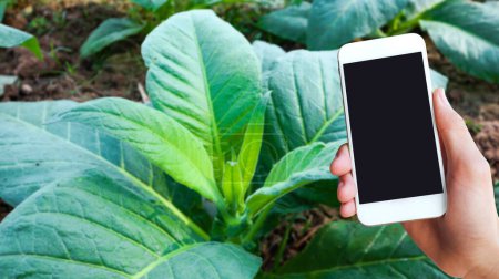 Ein Mobiltelefon wird auf ein Bild einer Tabakpflanze gelegt. Dieses Bild stellt die Verbindung zwischen moderner Technologie und traditioneller Landwirtschaft dar.