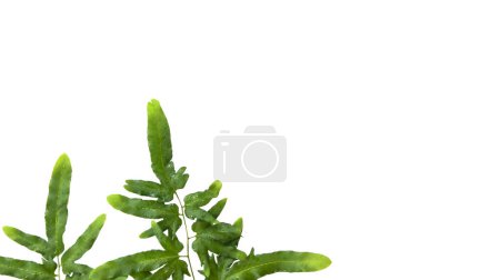 Features of beautifully detailed cut-out of green leaves on a white background. The leaf, with its vibrant green hues and intricate vein patterns, stands out sharply against white backdrop.