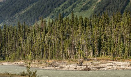 Foto de Rockies, forests and Kootenay River along the Banff Windermer HWY Kootenay National Park British Columbia Canada - Imagen libre de derechos