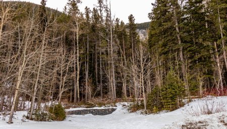 Photo for Snow still hanging around, Heart Creek Trail Provincial Recreation Area, alberta, Canada - Royalty Free Image