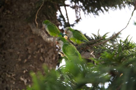 Téléchargez les photos : Groupe de perruches moines, Myiopsitta monachus. Ces perroquets se sont installés dans de nombreuses villes méditerranéennes. Ce sont des oiseaux envahissants.. - en image libre de droit