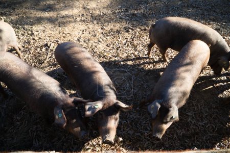 Photo for Group of Iberian pigs looking at the camera under the holm oaks in Dehesa or field. Concept of Iberian ham and nutrition - Royalty Free Image