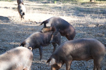 Photo for Group of Iberian pigs under holm oaks in the Dehesa or countryside. There are two mating. Iberian ham and feeding concept - Royalty Free Image