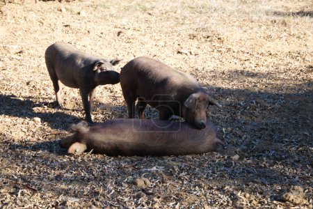 Photo for Three iberian pigs, one lying on the ground and the other lying on its face in the Dehesa or field. Iberian ham concept and feeding. - Royalty Free Image