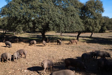 Photo for Iberian pigs eating in Dehesa or field with rays of light behind the cork oak tree. - Royalty Free Image