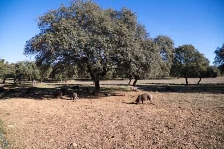 Photo for Iberian pigs eating in Dehesa or field with rays of light behind the cork oak tree. - Royalty Free Image