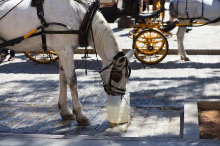Photo for White horse drinking water in a bucket. The horse pulls a carriage which is used to take tourists around the city of seville. Travel and holiday concept - Royalty Free Image