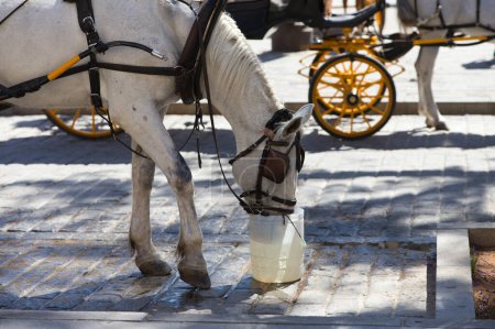 Photo for White horse drinking water in a bucket. The horse pulls a carriage which is used to take tourists around the city of seville. Travel and holiday concept - Royalty Free Image